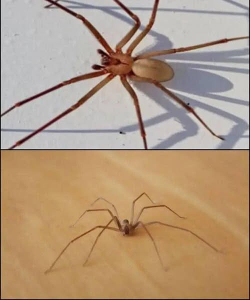 Be Careful! This Spider Will Harm You With Just One Bite