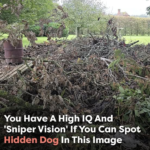 Can you spot the hidden dog? Only those with ‘sniper vision’ can find it