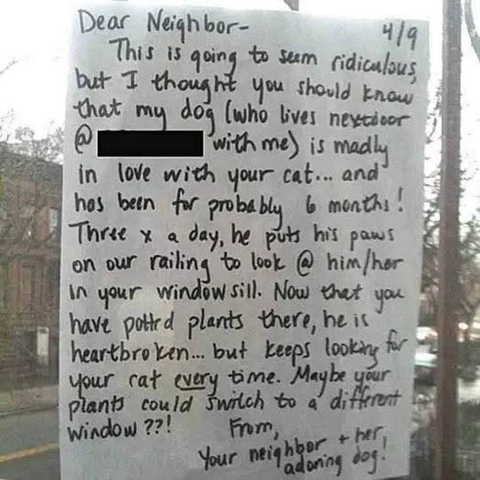 Dog Falls In Love With Cat And Watches Out The Window Every Days.