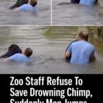 Zookeepers refuse to save drowning chimpanzee – then a truck driver breaks into his cage.