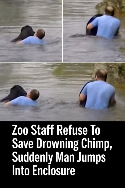 Zookeepers refuse to save drowning chimpanzee – then a truck driver breaks into his cage.