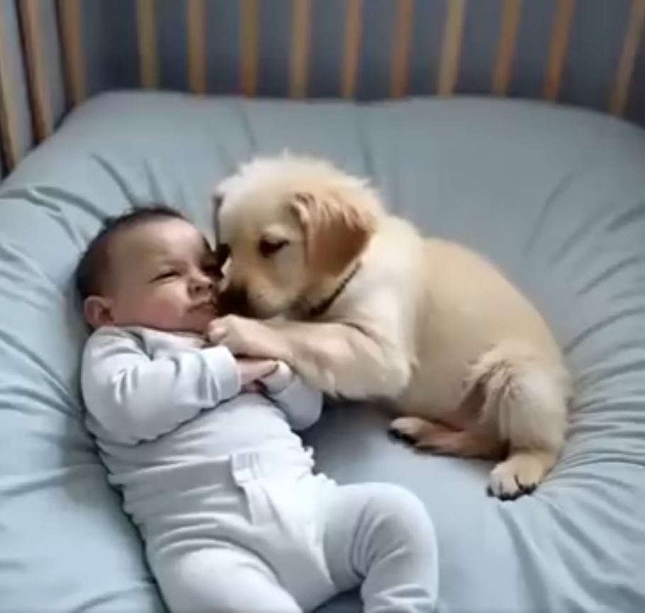 From Despair to Hope: A Golden Retriever’s Miracle