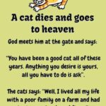 Heavenly Humor: A Cat’s Delightful Afterlife Tale