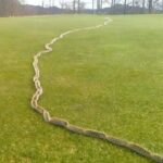 I saw something strange in the grass and thought it was just a rope – but when I looked closer, I screamed in horror!