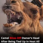 Neglected camel kills owner after hours tied in scorching heat.
