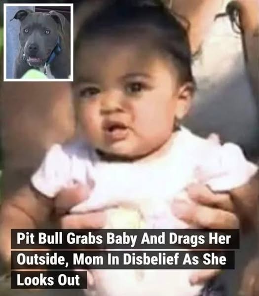 Pit bull found dragging the baby across the floor by her diaper – seconds later everyone is hailing her a hero