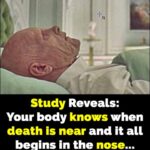 Research shows body senses death is near – it starts in nose