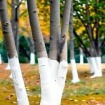 The Surprising Reason Trees Are Painted White