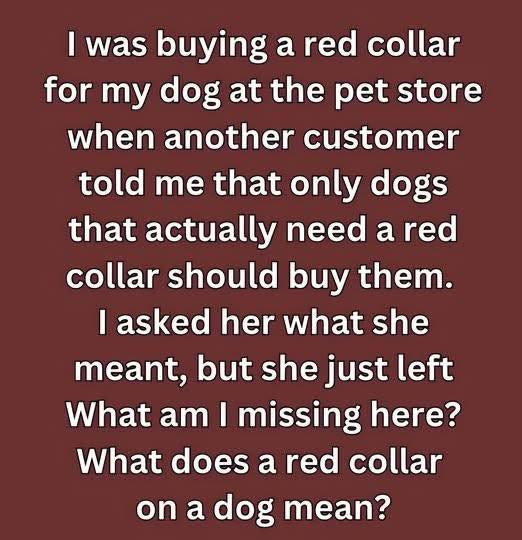 What a Red Dog Collar Really Means — And Why It’s So Important to Pay Attention