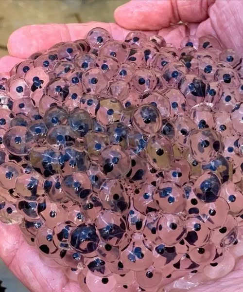 A Farmer Found Strange Eggs in His Field—What Hatched Changed His Life Forever