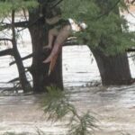 Breaking News: One of the missing camp girls was found 12 miles down river in Texas.