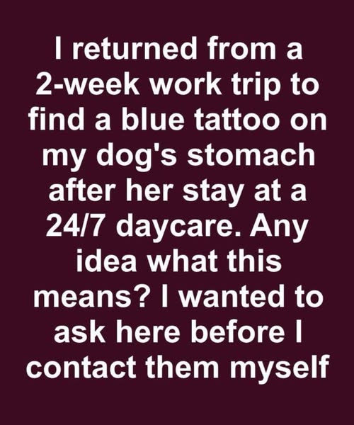 I Picked Up My Dog from a 24/7 Daycare—Then Noticed a Blue Tattoo on Her Belly. What Really Happened?