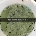 Say Goodbye to Pesky Insects with This Homemade Natural Bug Repellent