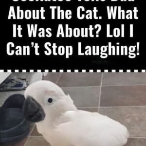 (VIDEO) Cockatoo Snitches on the Cat—What Happens Next Will Have You Crying with Laughter!