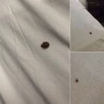 What It Means If You Spot Ticks Inside Your House
