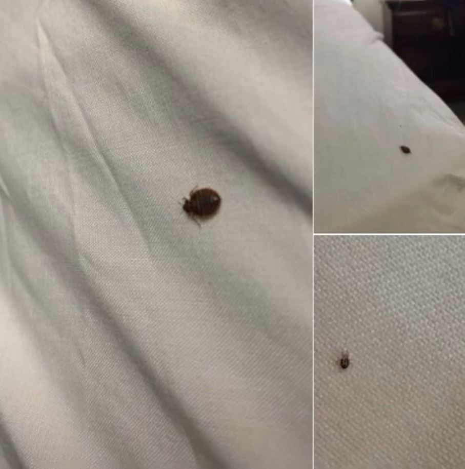 What It Means If You Spot Ticks Inside Your House