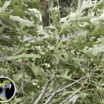 Can You Find the Camouflaged Snake? Only Sharp-Eyed Viewers Will Succeed