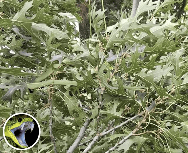 Can You Find the Camouflaged Snake? Only Sharp-Eyed Viewers Will Succeed