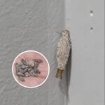 Factors That Increase Kamitetep Infestations — And How to Keep Your Home Free of Them