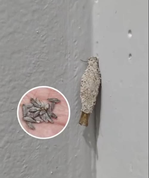 Factors That Increase Kamitetep Infestations — And How to Keep Your Home Free of Them