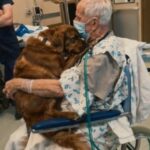 “He Kept Asking for Murphy”—A Patient’s Last Wish Unraveled a Decades-Old Mystery