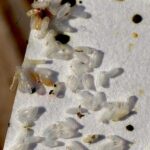 I Thought It Was Just Rice — But the Truth Was Far Worse