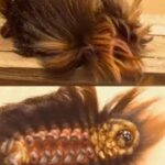 If You Spot This “Cute” And Fuzzy Insect In Your Yard, You Had Better Know What It Is.