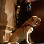 Inside The Harrowing Escape Of 9/11 Survivor Michael Hingson And His Beloved Guide Dog