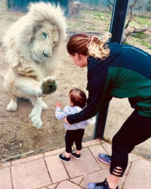 MY SISTER TOOK HER DAUGHTER TO THE ZOO—BUT THE LION ONLY REACTED TO HER