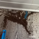 Mother Begs People Online For Help After Finding Mysterious ‘Coffee Grounds’ In Daughter’s Bedroom