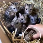 Rare Baby Quolls Born in Australian Sanctuary