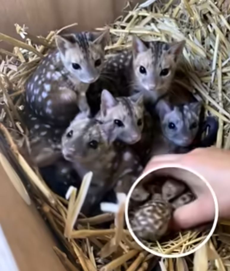 Rare Baby Quolls Born in Australian Sanctuary