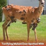 Terrifying Mutant Deer Spotted With Flesh Bubbles As Fears Grow Of Animal Outbreak In US