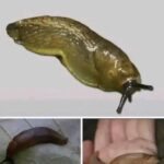 The Secret Superpowers of Slugs