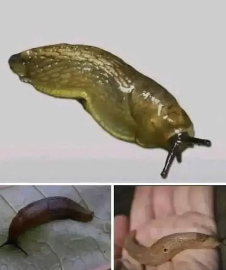 The Secret Superpowers of Slugs