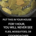 The Secret to a Bug-Free Home: Natural Pest Control Remedies That Actually Work