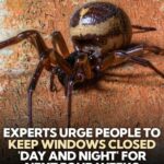 Urgent Warning: Keep Windows Shut to Stop the Spider from Entering Homes