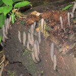 What Is the Strange Fungus That Looks Like a Hand?