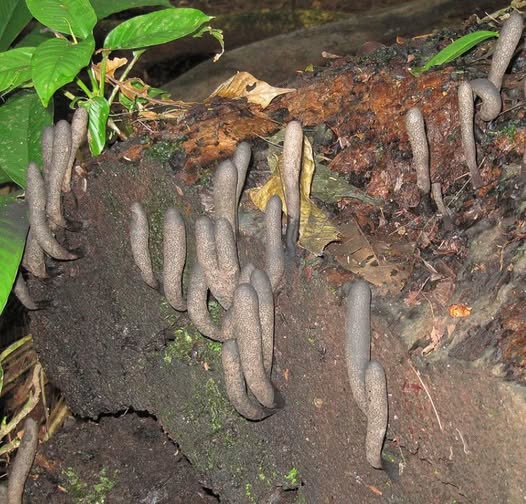 What Is the Strange Fungus That Looks Like a Hand?