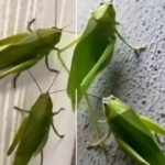 What It Really Means When You See a Leafhopper in Your Home