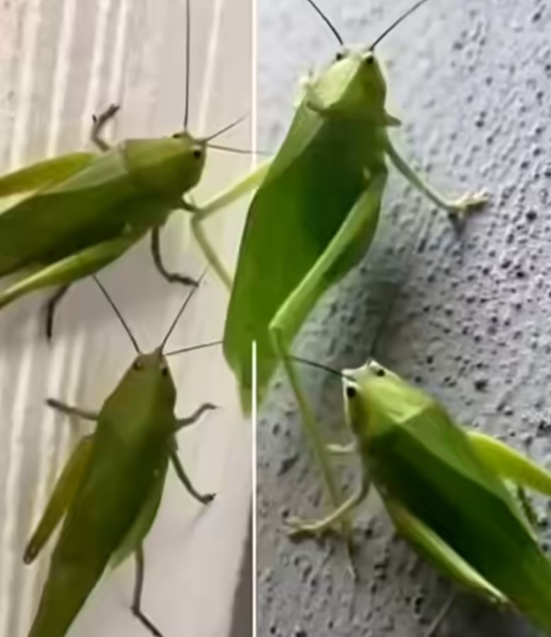 What It Really Means When You See a Leafhopper in Your Home