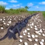 What Lurked Under the Field