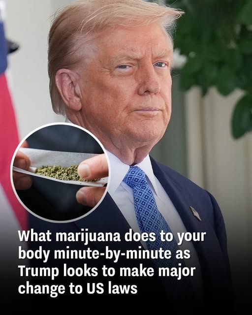 What marijuana does to your body minute-by-minute as Trump looks to make major change to US laws