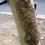 What my daughter nearly touched could have cost her l.ife: Never ignore this sign in nature