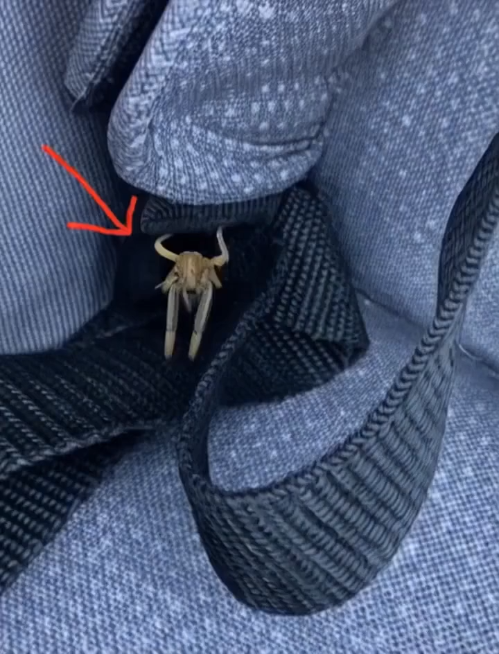 What Are These Strange Objects on My Car? The Surprising Truth Revealed…