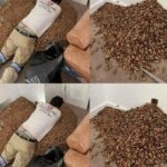 A man smells a strong smell in his house, when he finds out that he opens the wall he finds!