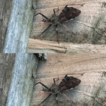 Bitten by an Assassin Bug? Here’s What You Should Do Immediately