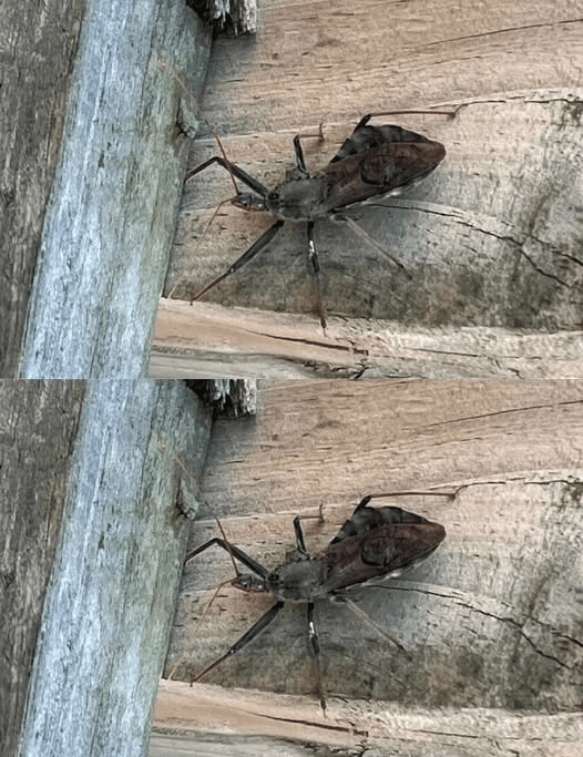 Bitten by an Assassin Bug? Here’s What You Should Do Immediately
