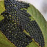 Don’t Touch These Common Plant Pests – Protect Your Greenery