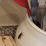 Easy Home Trick to Keep Pests Away